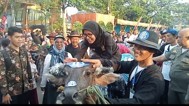 Bupati Lebak Tunggangi Kerbau Buat Heboh Warga Rangkasbitung