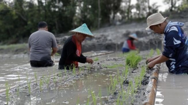 Budidaya komoditas hortikultura.