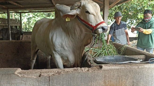 214 Petugas Siap Diterjunkan untuk Pantau Penyembelihan Hewan Kurban di Luar RPH Giwangan