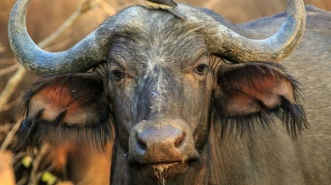 6 Zodiak Paling Keras Kepala Menurut Astologi, Gak Heran Taurus Dipanggil Kepala Batu!