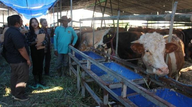 Suka Duka SPG Sapi Sambut Iduladha, Tak Kapok Meski Pernah Nyaris Ditanduk