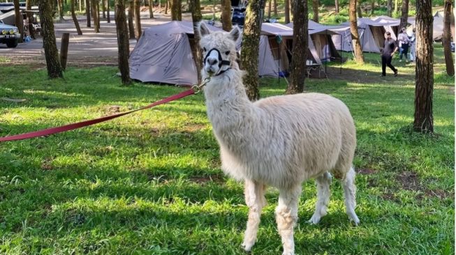 Tangkal Pinus, Tempat Camping dan Piknik Bersama Alpaka di Lembang