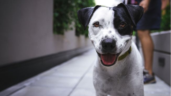 Selain Anjing, 3 Hewan Ini Ternyata Dapat Menyebarkan Rabies