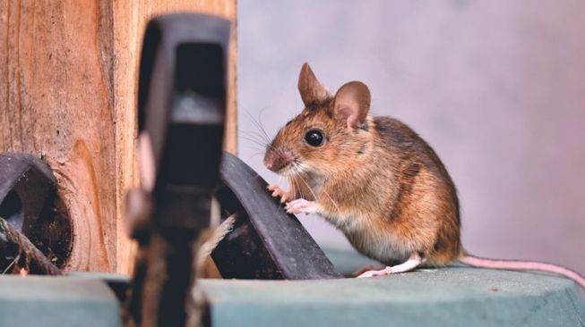 12 Cara Ampuh Mengusir Tikus yang Sering Lewat di Plafon Rumah