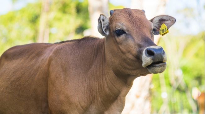 Semen Indonesia Borong 489 Hewan Kurban dari Peternak Lokal