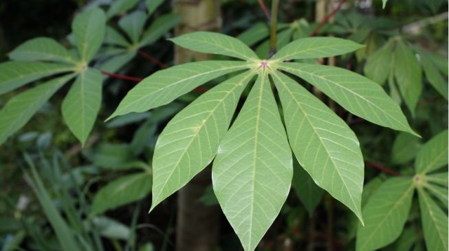 5 Manfaat Kesehatan Daun Singkong yang Penting Diketahui, Pernah Makan?