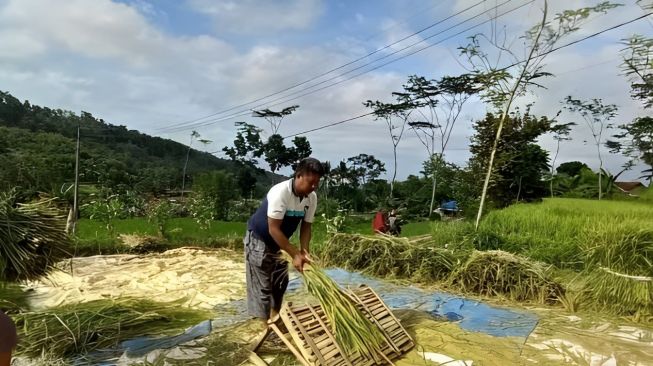 Puncak Musim Kemarau, Petani Gunungkidul Diminta Percepat Olah Lahan Persiapan Musim Tanam I