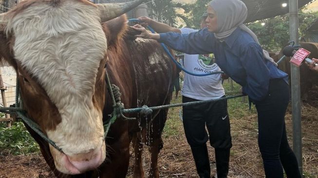 Potret Delia Septianti Menjadi Pemilik Sapi (Instagram/@deliaseptianti)