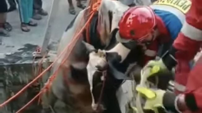 Kaget Dengar Klakson Mobil, Seekor Sapi di Kalideres Nyemplung ke Got saat Hendak Dibawa ke Masjid