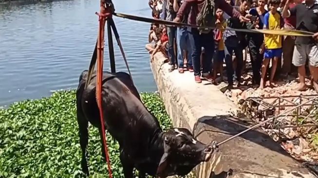 Baru Ditinggal Beberapa Langkah, Sapi Kurban Mengamuk Lompat ke Bozem