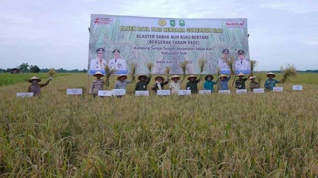 Gubernur Syamsuar Panen Padi di Siak Sekaligus Beri Bantuan Kelompok Tani