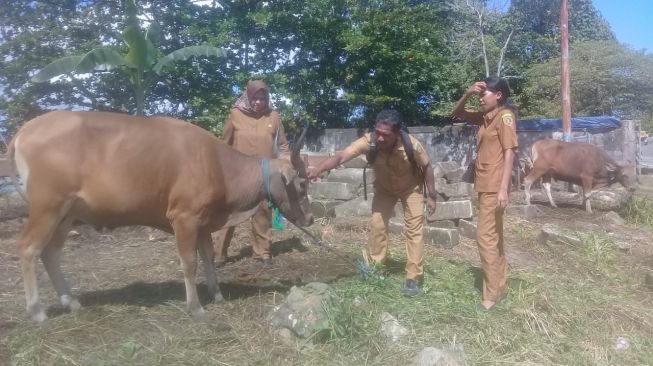 Pemprov Maluku Pastikan Semua Hewan Kurban Penuhi Syarat Kesehatan