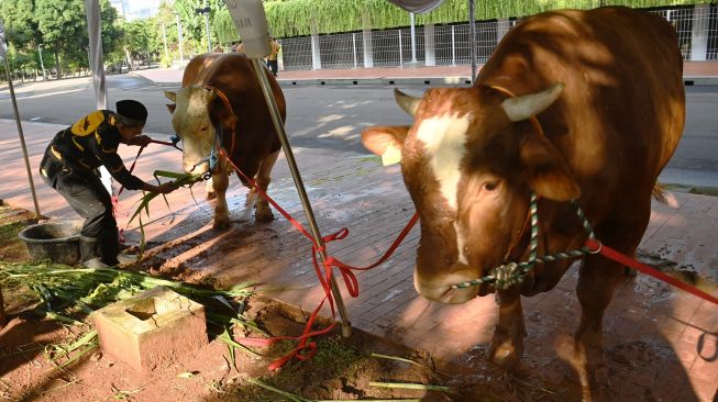 Diserahkan Wapres, Ini Penampakan Sapi Kurban dari Jokowi dan Ma'ruf Amin di Masjid Istiqlal