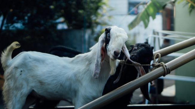 Stok Hewan Ternak di Lampung Mencukupi Kebutuhan Kurban