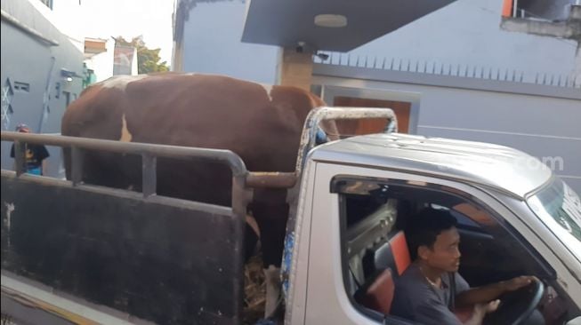 Sapi kurban Ayu Ting Ting. [Suara.com/Rena Pangesti]