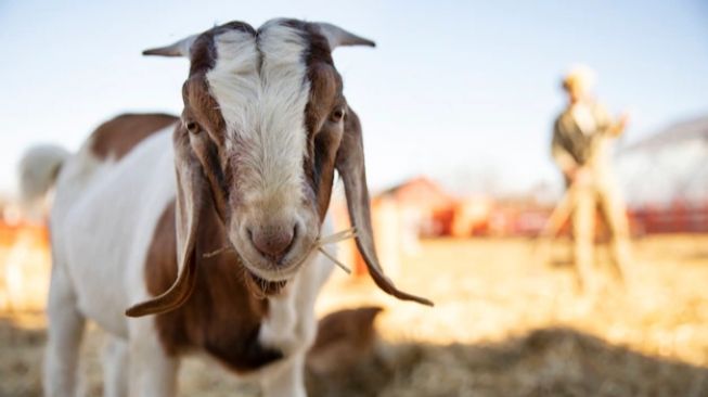 13 Kambing Milik Salah Satu Ponpes di Sleman Digondol Maling, Polisi Turun Tangan