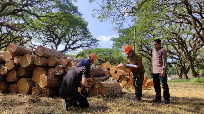 Perhutani Lakukan Digitalisasi Tempat Penimbunan Kayu