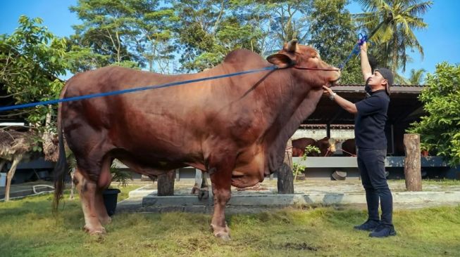 Momen haru kebersamaan Irfan Hakim dengan Wariso (Instagram/@irfanhakim75)