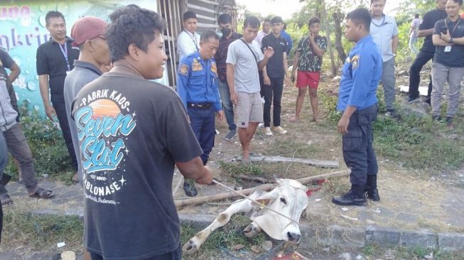 Lari saat Hendak Disembelih, Seekor Sapi Terperosok Saluran Got di Kota Jogja