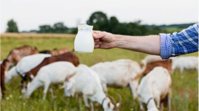 7 Manfaat Konsumsi Susu Kambing bagi Kesehatan, Bantu Jaga Fungsi Usus