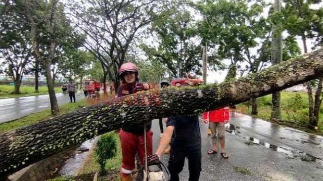 Menggangu Fasum di Kota Pontianak, 500 Pohon Pertahun di Tebang