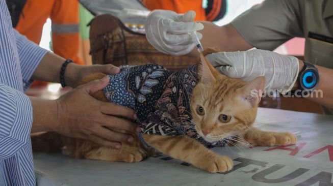 Petugas memasukan dosis vaksin rabies untuk disuntikan ke kucing di Kantor Kelurahan Manggarai Selatan, Jakarta Selatan, Senin (10/7/2023). [Suara.com/Alfian Winanto]