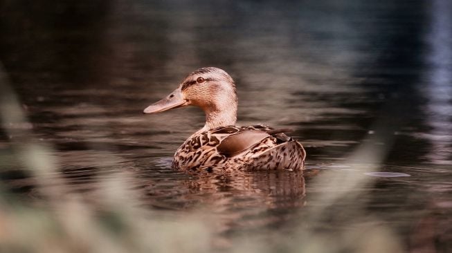 Apa Itu Duck Syndrome yang Viral di TikTok? Kelihatan Hidup Sempurna, Aslinya Cuma Pura-Pura Bahagia