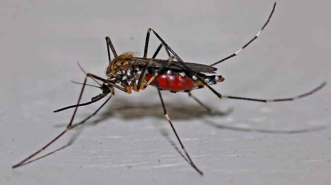 Ciri-ciri Nyamuk Anopheles Penyebab Malaria yang Suka Hidup di Genangan Air