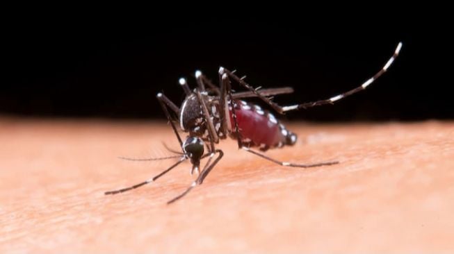 Apa Itu Nyamuk Anopheles? Kenali Habitat Hewan Penyebab Malaria Ini!