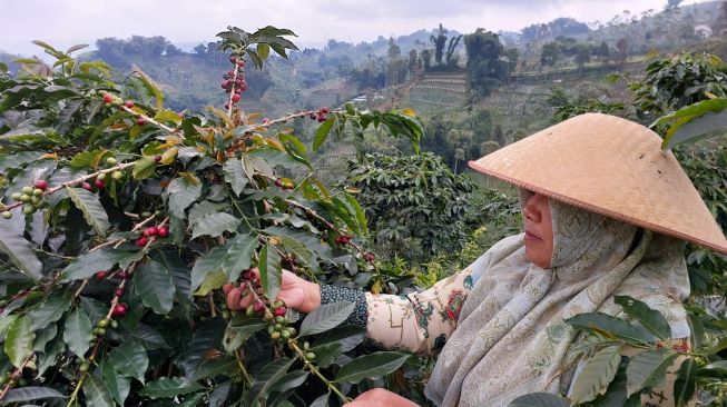 Petani Kopi Sumsel Semringah, Harga Panen Tembus Rp110 Ribu Per Kilogram