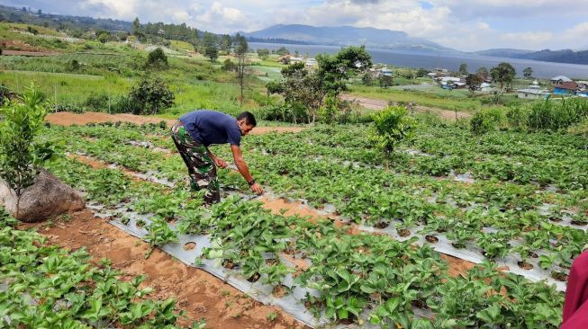 Kehadiran Agrowisata Strawberry Mampu Tingkatkan Perekonomian Masyarakat Jorong Kayu Jao