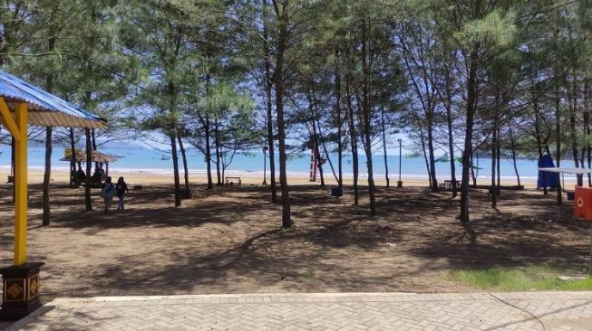 Daya Tarik Pantai Gemah, Rasakan Sensasi Bersantai di Bawah Pohon Pinus