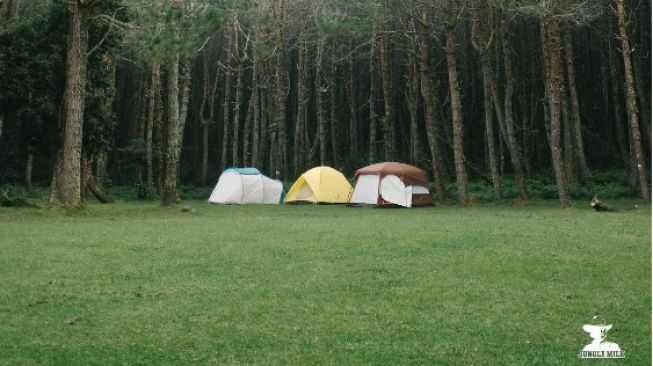 Daya Tarik Jungle Milk, Tempat Camping dan Piknik Cantik di Lembang