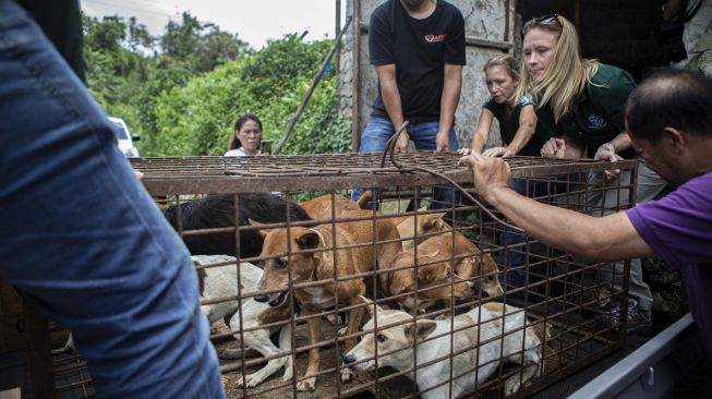 Tomohon akhirnya larang perdagangan anjing dan kucing