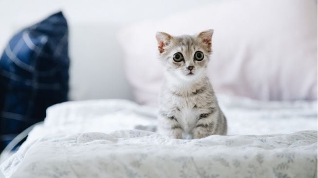 Jangan Asal! Simak 5 Tips Merawat Anak Kucing agar Tumbuh Sehat dan Bahagia