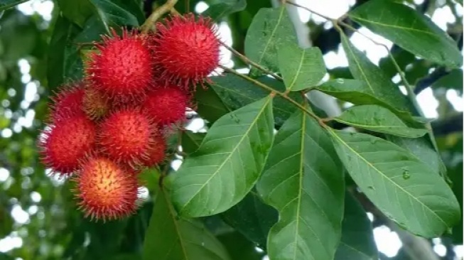 Mampu Mengatasi Uban, Inilah 4 Manfaat Daun Rambutan bagi Kesehatan!