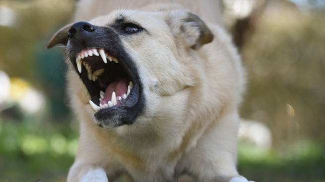 Lalu Lintas Anjing di Flores Diawasi Ketat Karena Ancaman Rabies