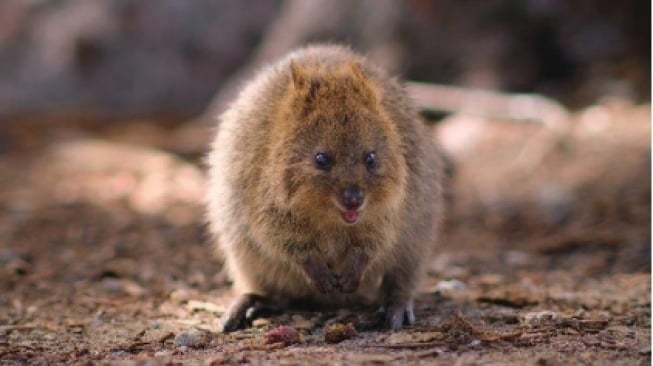 Mamalia yang Murah Senyum, 5 Fakta Menarik Quokka yang Harus Kamu Tahu