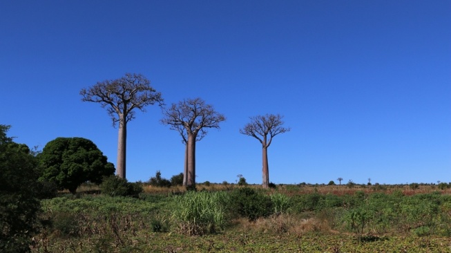 Ukuran Tidak Normal, Ini Fakta dan 5 Manfaat Pohon Baobab dari Afrika