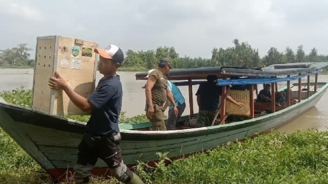 BREAKING NEWS! 18 Beruk Dan 17 Monyet Ekor Panjang Dilepasliarkan di Hutan Way Kambas