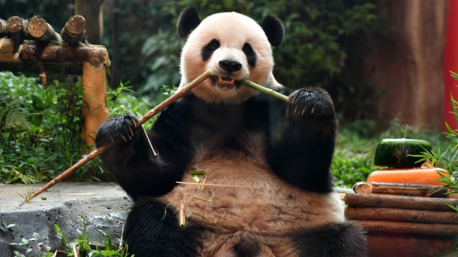 Seekor Giant Panda (Ailuropoda melanoleuca) bernama Cai Tao memakan batang bambu saat perayaan ulang tahun di Istana Panda, Taman Safari Indonesia, Cisarua, Kabupaten Bogor, Jawa Barat, Sabtu (5/8/2023). [ANTARA FOTO/Arif Firmansyah/aww]