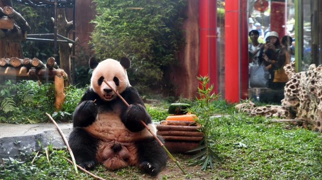 Pengunjung menyaksikan seekor Giant Panda (Ailuropoda melanoleuca) bernama Cai Tao memakan batang bambu saat perayaan ulang tahun di Istana Panda, Taman Safari Indonesia, Cisarua, Kabupaten Bogor, Jawa Barat, Sabtu (5/8/2023). [ANTARA FOTO/Arif Firmansyah/aww]