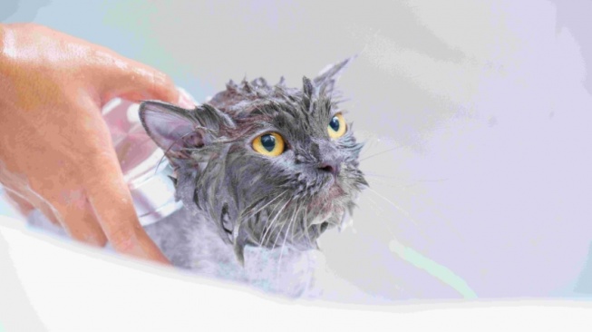 Cat Lovers Wajib Tahu! Ini 7 Tips Memandikan Kucing yang Agresif