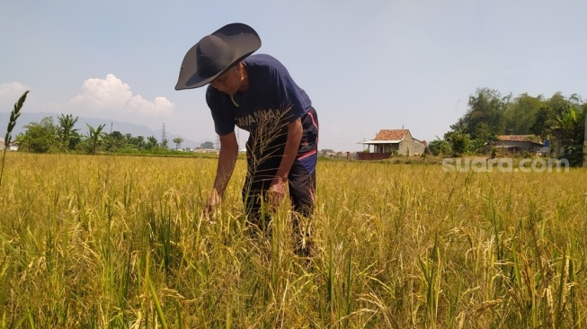 Breaking News! Fenomena El Nino Ubah Sawah Jadi Lapangan Bola Di ...