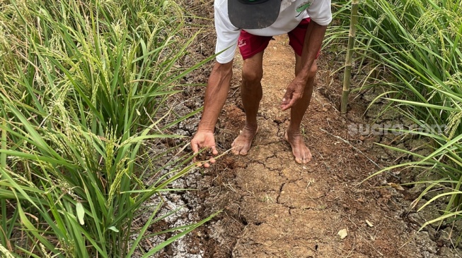 Kemarau Panjang, Petani Mustikasari Bekasi Keluarkan Uang Rp400 Ribu Demi Mengairi Sawah