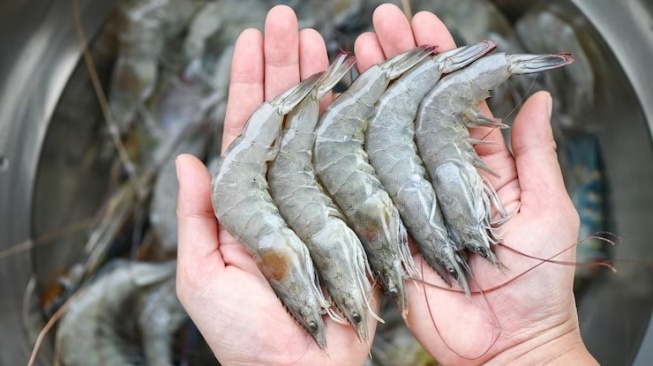 Waspada! Inilah 5 Gejala Alergi Udang yang Wajib Kamu Ketahui