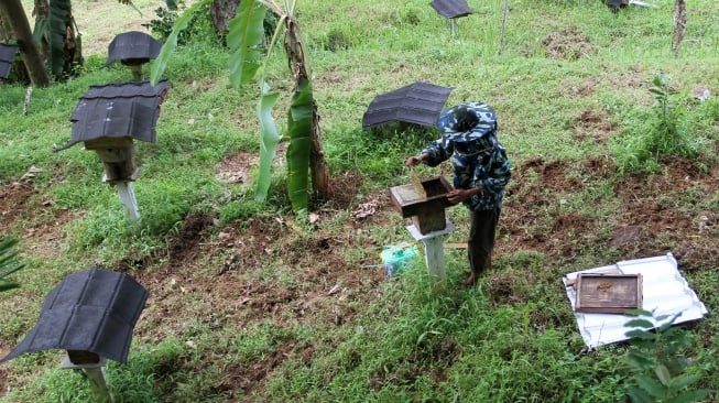 Seorang peternak memanen madu lebah gala-gala atau kelulut (Apis trigona) di kawasan Sungai Bangek, Padang, Sumatera Barat, Sabtu (12/8/2023). [ANTARA FOTO/Muhammad Arif Pribadi/tom]