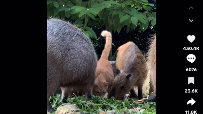 Lama Tinggal di Kandang Kapibara, Kucing 'Oyen' di Malaysia Akhirnya Punya Papan Nama Sendiri