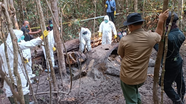 BREAKING NEWS! Gajah Sumatera Ditemukan Mati di Hutan Way Kambas, Organ Sudah Membusuk