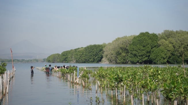 Tekan Emisi Karbon, Pertamina Patra Niaga JBT Lakukan Tanam Mangrove di Semarang